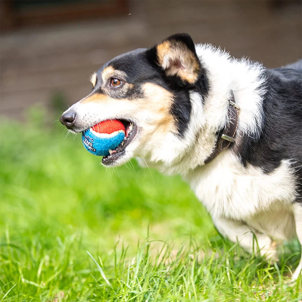 Squeaky Tennis Ball